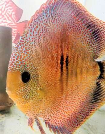 Discus Super Panthera