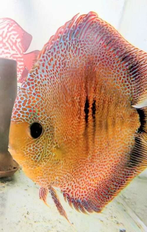 Discus Super Panthera