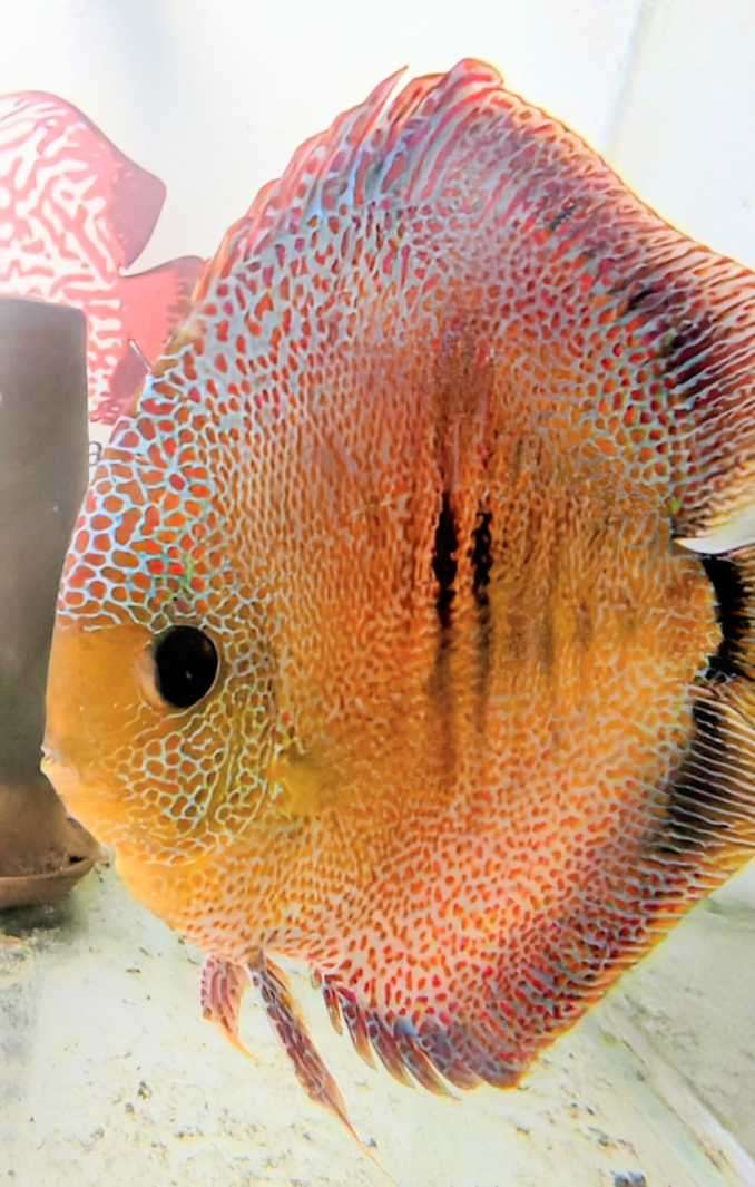Discus Super Panthera