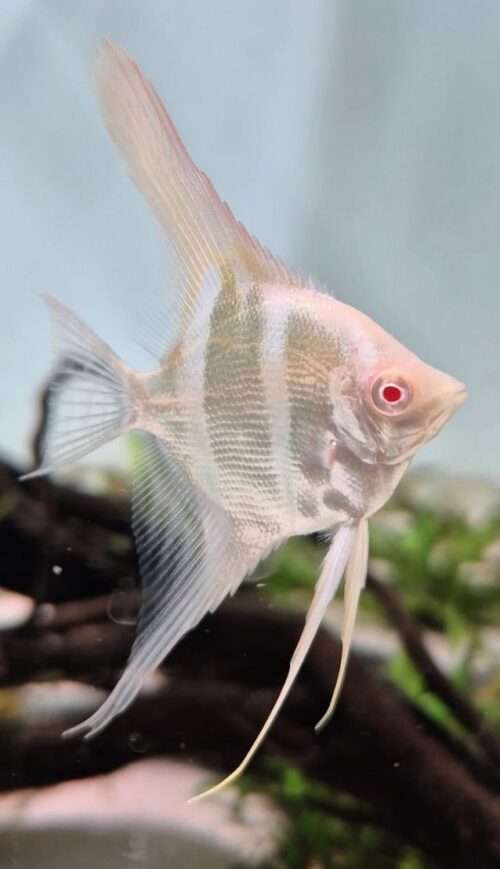 Scalaire-Dantum-Albinos