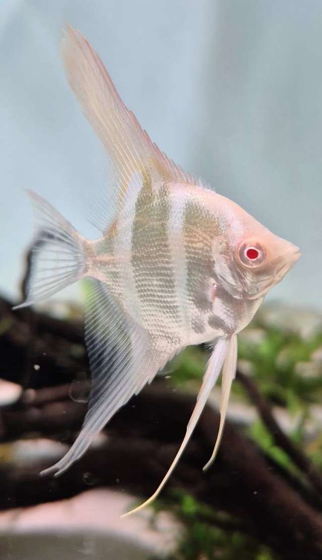 Scalaire-Dantum-Albinos