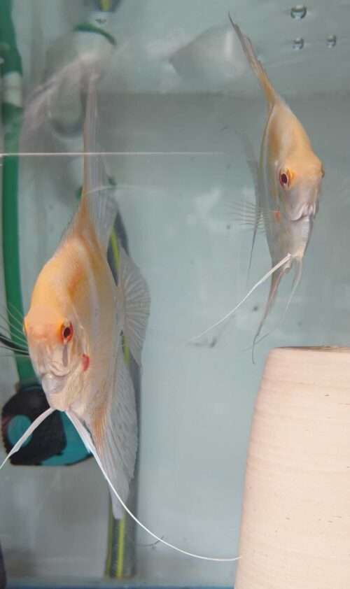 Scalaire Dantum Peru x Altum Albinos