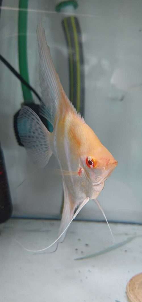 Scalaire Dantum Peru x Altum Albinos