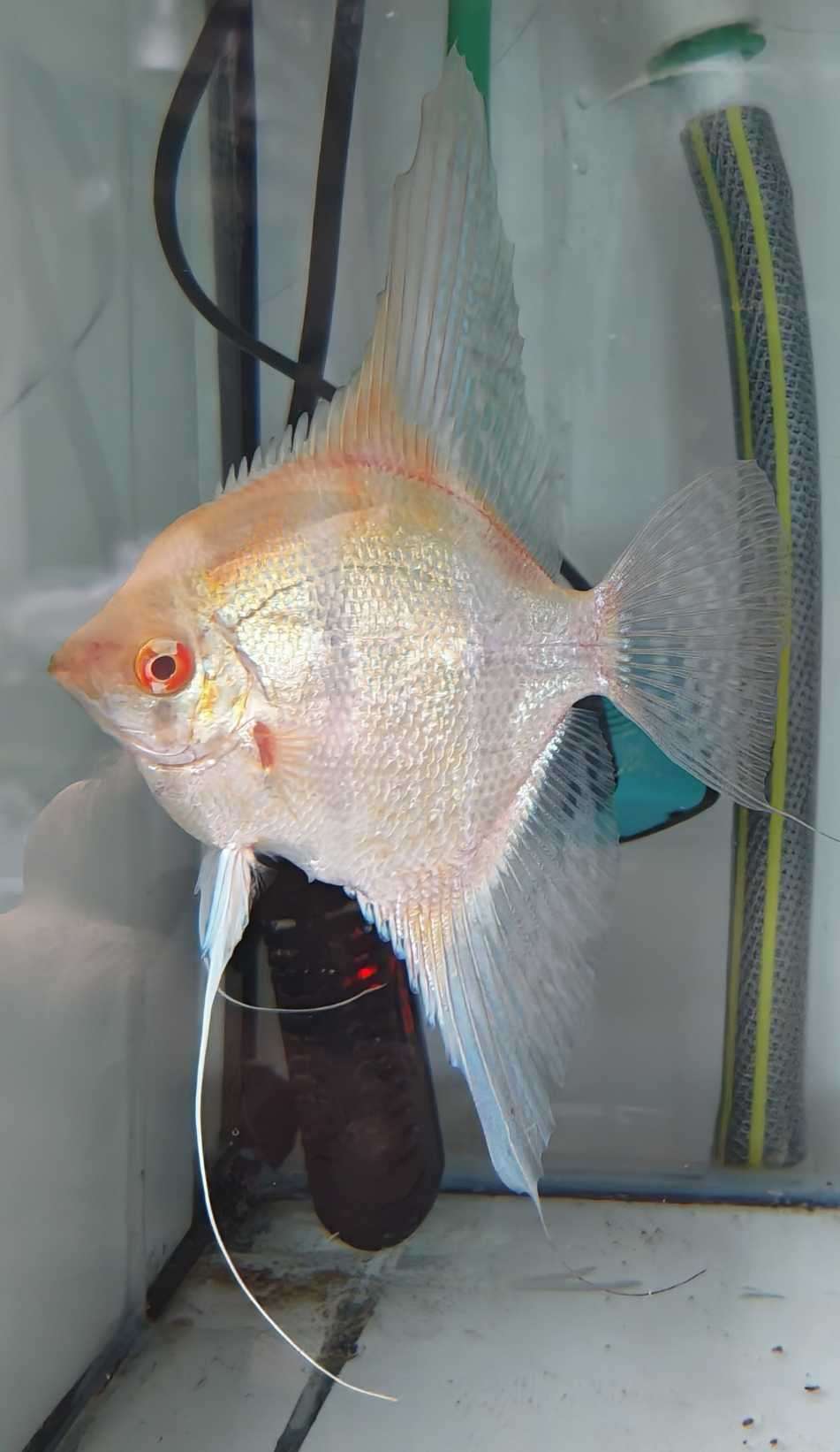 Scalaire Dantum Peru x Altum Albinos