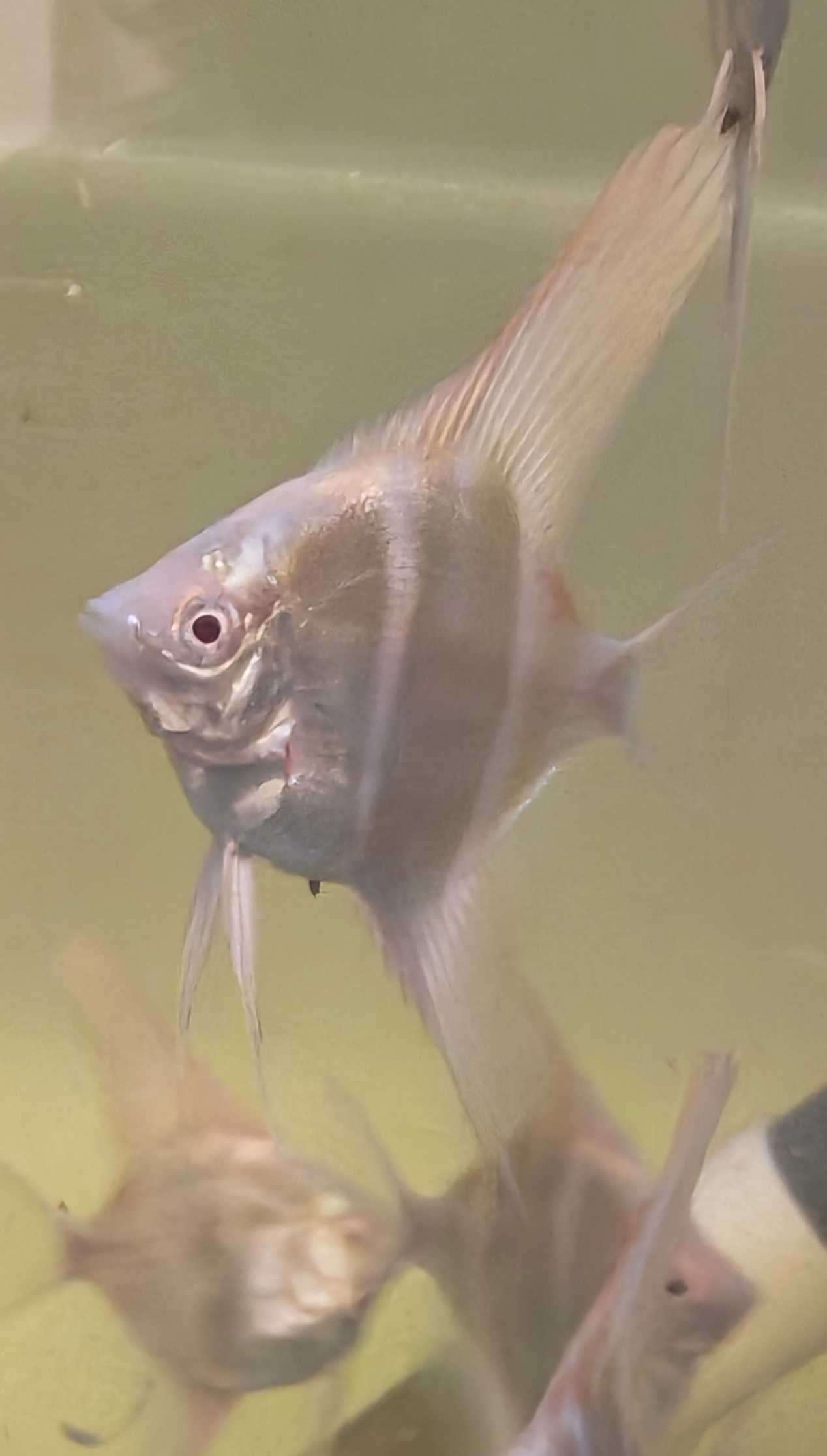 Scalaire Dantum Peru x Altum Albinos