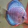 Discus téfé léopard super spotted femelle