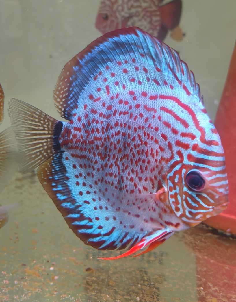 Discus téfé léopard super spotted femelle