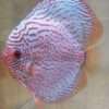 Discus téfé léopard super spotted male