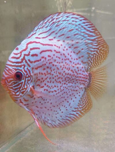 Discus téfé léopard super spotted male