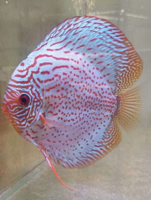 Discus téfé léopard super spotted male