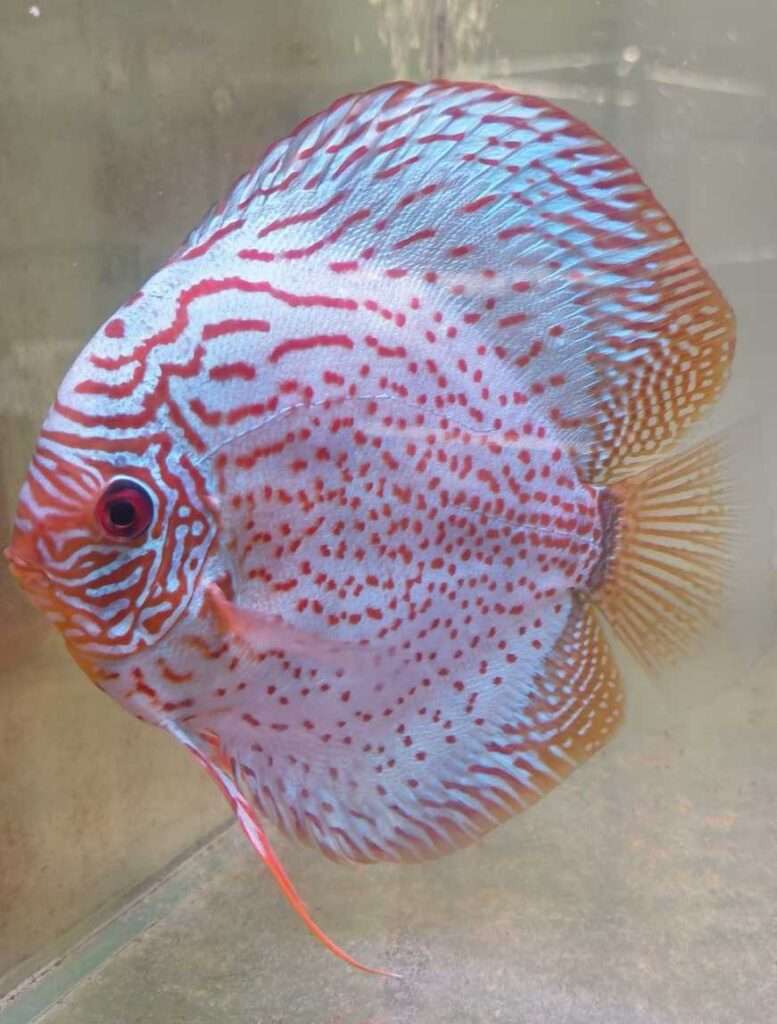 Discus Téfé Léopard super spotted - Discus Farm JDL France - La Qualité ...