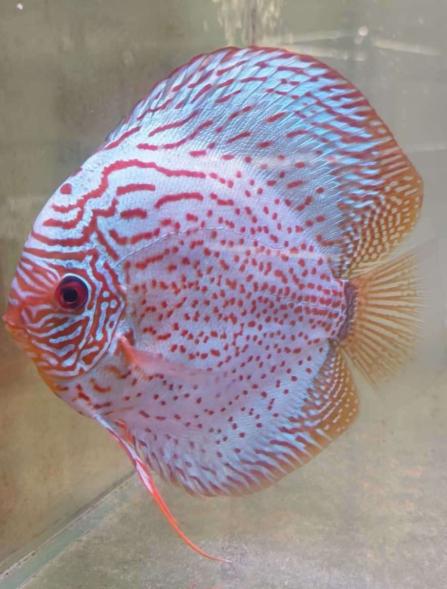 Discus téfé léopard super spotted male