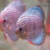 Discus téfé léopard super spotted