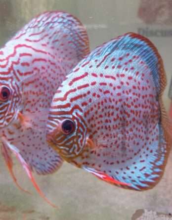 Discus téfé léopard super spotted