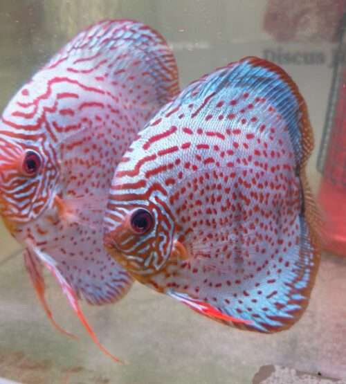 Discus téfé léopard super spotted