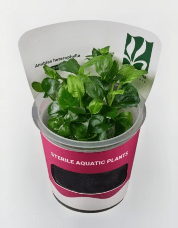 in vitro Anubias Heterophylla