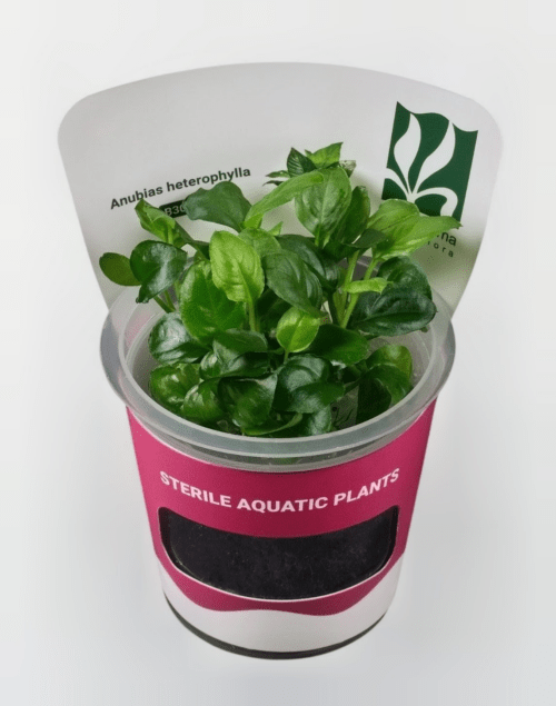 in vitro Anubias Heterophylla
