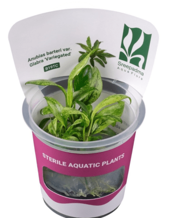 in vitro Anubias Barteri Var. Grabla élancée et nuancée