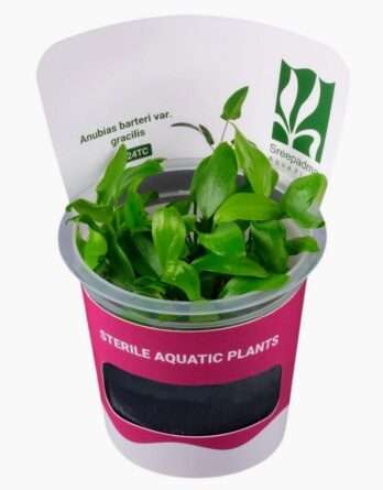 in vitro Anubias Barteri Gracilis élégante