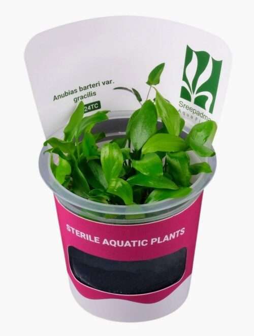 in vitro Anubias Barteri Gracilis élégante