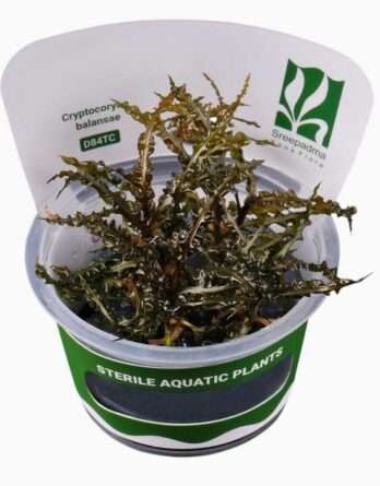in vitro Cryptocoryne Balansae spectaculaire et élégante