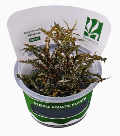 in vitro Cryptocoryne Balansae spectaculaire et élégante