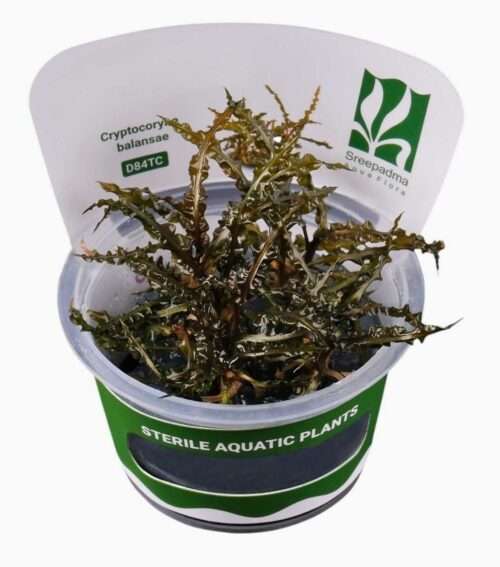 2026/05/41726.jpg in vitro Cryptocoryne Balansae spectaculaire et élégante
