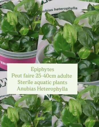 in vitro Anubias Heterophylla - sera grande