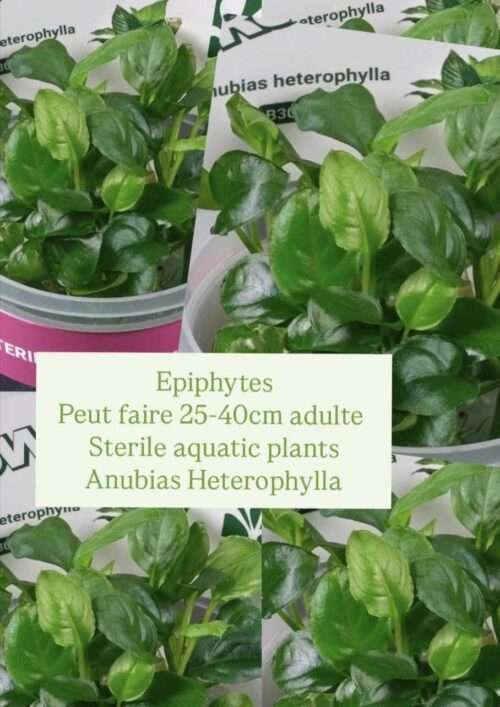 in vitro Anubias Heterophylla - sera grande