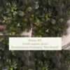 in-vitro-Bucephalandra-Krdagang-Mini-Round in-vitro-Bucephalandra-Krdagang-Mini-Round