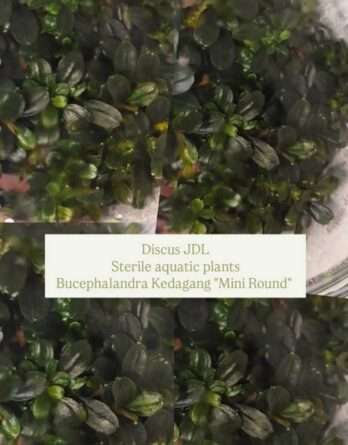 in-vitro-Bucephalandra-Krdagang-Mini-Round