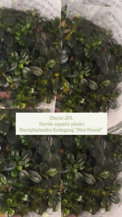 in-vitro-Bucephalandra-Krdagang-Mini-Round