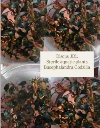 in-vitro-Bucephalandra-Godzilla