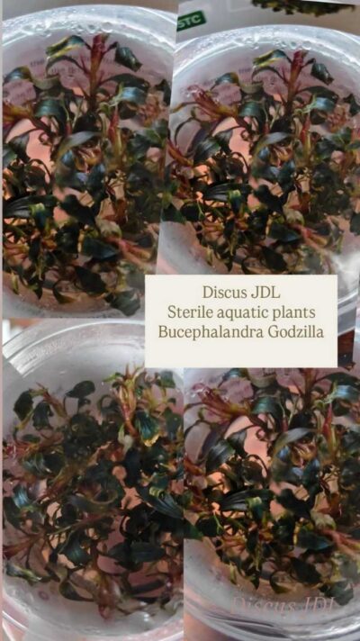 in-vitro-Bucephalandra-Godzilla
