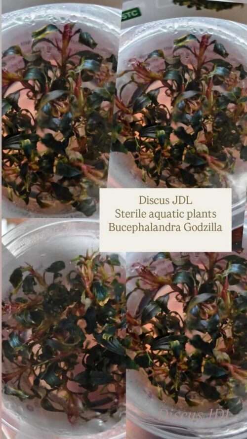 in-vitro-Bucephalandra-Godzilla