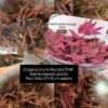 in-vitro-crytocoryne-wendtii-pink