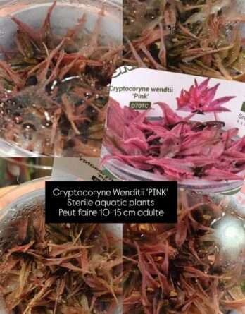 in-vitro-crytocoryne-wendtii-pink