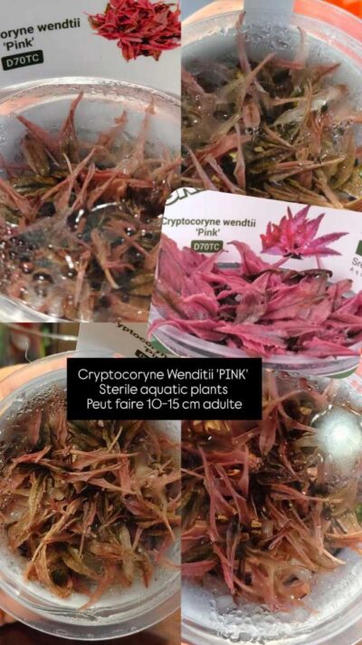 in-vitro-crytocoryne-wendtii-pink-4 in-vitro-crytocoryne-wendtii-pink