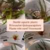 plante-in-vitro-eriocaulon-quinquangulare