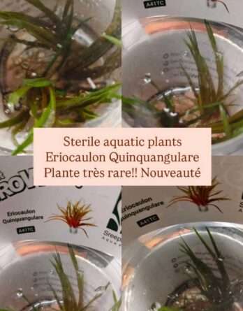 plante-in-vitro-eriocaulon-quinquangulare