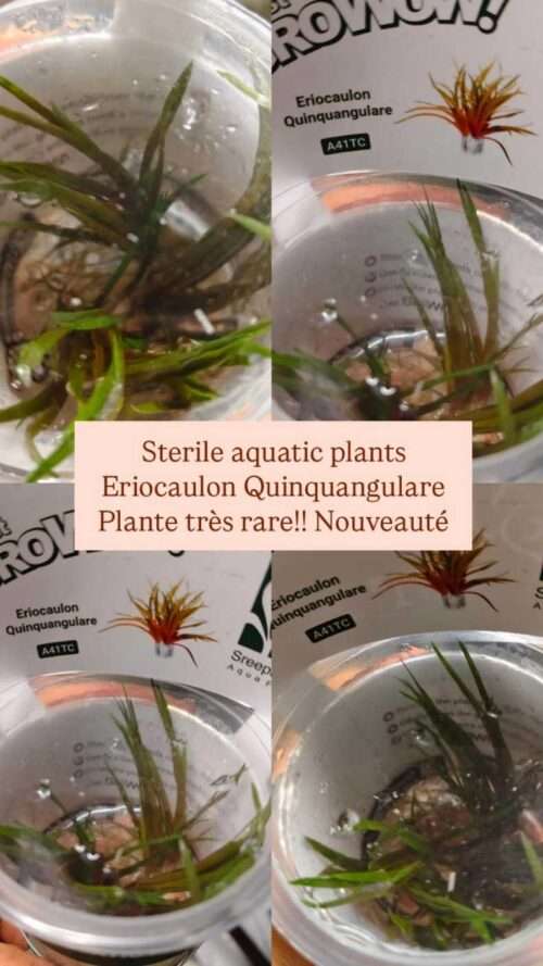 plante-in-vitro-eriocaulon-quinquangulare