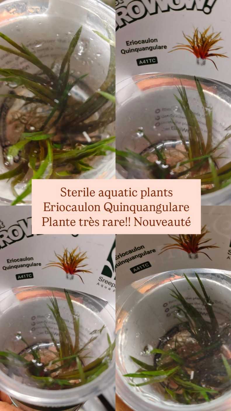 plante-in-vitro-eriocaulon-quinquangulare