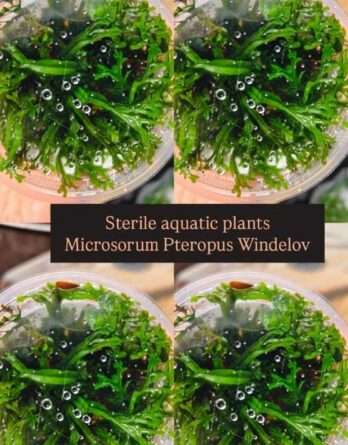 plante-in-vitro-microsorium-pteropus-windelov