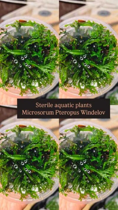 plante-in-vitro-microsorium-pteropus-windelov
