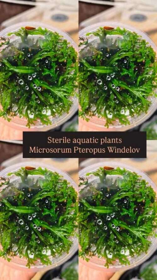plante-in-vitro-microsorium-pteropus-windelov