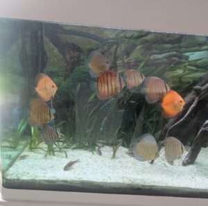 Discus Wild Téfé x Léopard