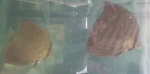 Discus ICA JDL