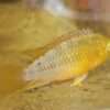 Apistrogramma Borelli Opale Male