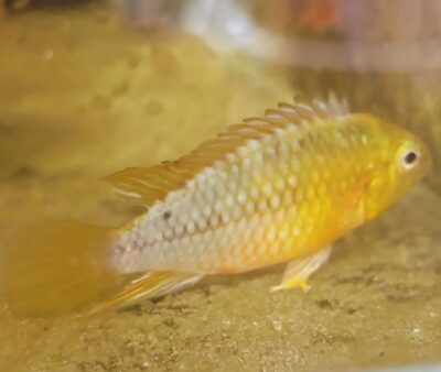 Apistrogramma Borelli Opale Male
