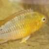Apistrogramma Borelli Opale Male